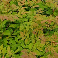 Aruncus dioicus 